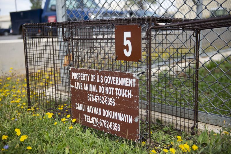 An animal cage trap is set up outside of a building at Incirlik Air Base, Turkey, May 28, 2020. Stray pets such as cats
