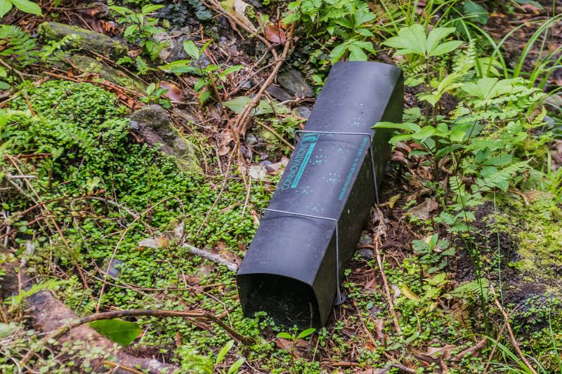 Rat trap at the Mount Alexander Route near Inchbonnie in West Coast Region in the South Region, New Zealand