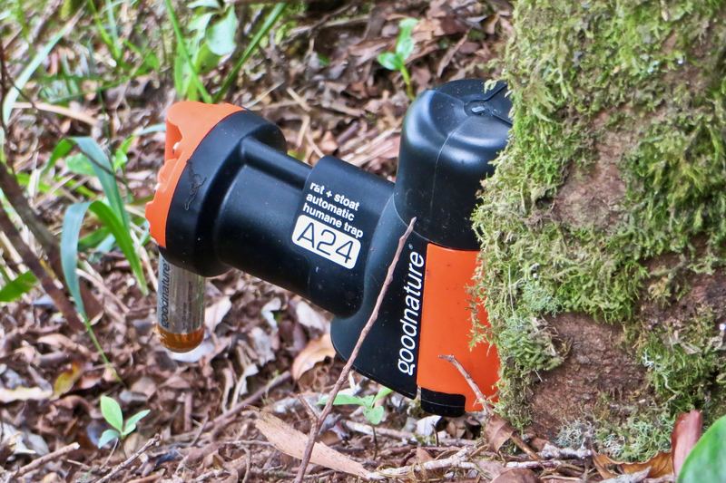 self-resetting rat and stoat trap on the lower slopes of Mount Karioi